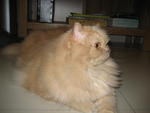 Sheroo - Persian Cat