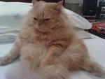 Sheroo - Persian Cat