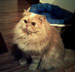 Sheroo - Persian Cat