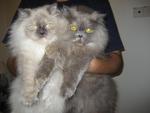 Coco &amp; Nino - Persian Cat