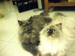 Coco &amp; Nino - Persian Cat