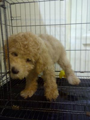 Toy Poodle For Sale - Poodle Dog