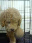 Toy Poodle For Sale - Poodle Dog