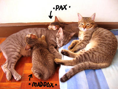 Maddox &amp; Pax - Domestic Short Hair Cat