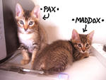 Maddox &amp; Pax - Domestic Short Hair Cat