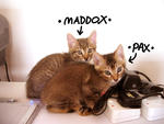 Maddox &amp; Pax - Domestic Short Hair Cat