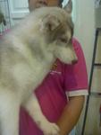 Husky For Sale - Husky Dog