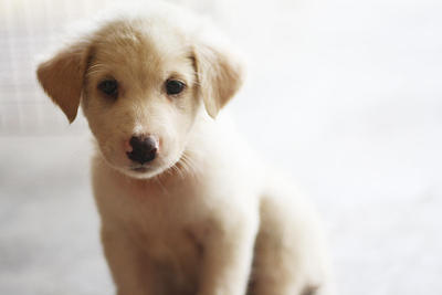 Abandoned Puppies At Petrol Station - Mixed Breed Dog