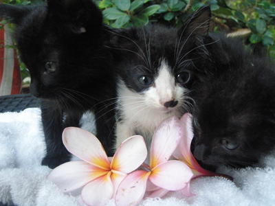 3 Cute Kittens - Domestic Long Hair Cat