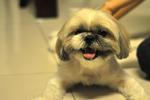 Angel - Shih Tzu Dog