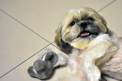 Angel - Shih Tzu Dog