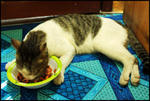 Saifuddin - Domestic Short Hair Cat