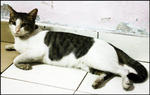 Saifuddin - Domestic Short Hair Cat