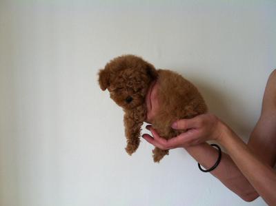 Toy Poodle - Poodle Dog