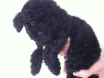 Toy Poodle - Poodle Dog