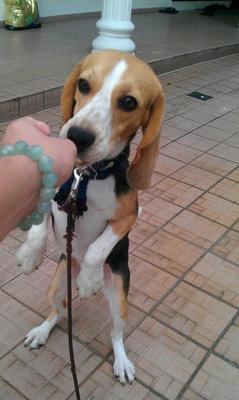 Jojo - Beagle Dog