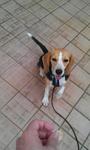 Jojo - Beagle Dog