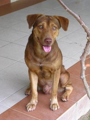 Doggie - Mixed Breed Dog