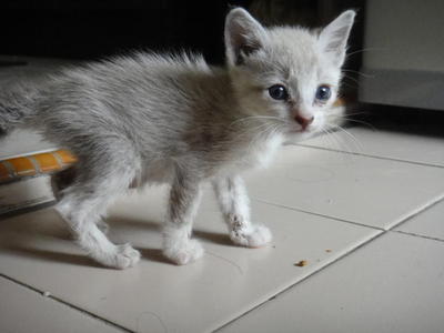 Que - Siamese + Domestic Short Hair Cat