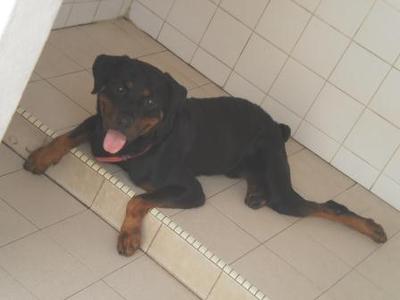 Rookie - Rottweiler Dog