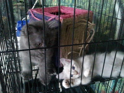 Net &amp; Wiki - British Shorthair + Persian Cat