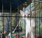 Net &amp; Wiki - British Shorthair + Persian Cat