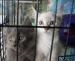 Net &amp; Wiki - British Shorthair + Persian Cat