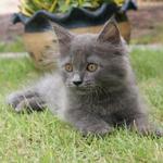 Net &amp; Wiki - British Shorthair + Persian Cat