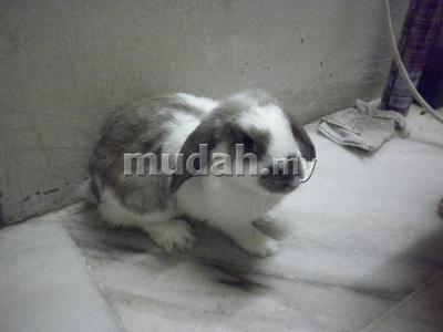 Loppie - Lop Eared Rabbit