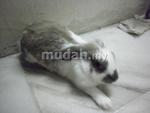 Loppie - Lop Eared Rabbit