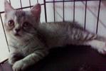 Moly - Exotic Shorthair + Scottish Fold Cat