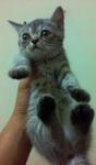 Moly - Exotic Shorthair + Scottish Fold Cat