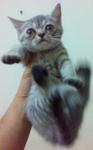 Moly - Exotic Shorthair + Scottish Fold Cat