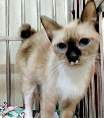 Blue - Siamese Cat