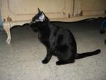 Black Beauty - Domestic Short Hair Cat