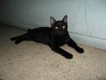 Black Beauty - Domestic Short Hair Cat