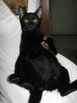 Black Beauty - Domestic Short Hair Cat