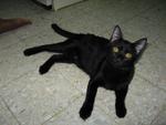 Black Beauty - Domestic Short Hair Cat