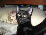 Black Beauty - Domestic Short Hair Cat