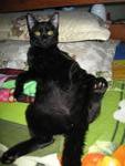 Black Beauty - Domestic Short Hair Cat