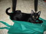 Black Beauty - Domestic Short Hair Cat