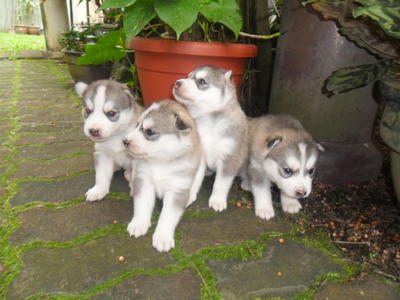 PF23687 - Siberian Husky Dog