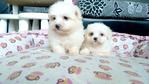 Tiny Maltese  For Sale - Maltese Dog