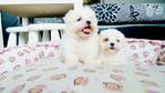 Tiny Maltese  For Sale - Maltese Dog