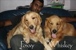 Foxxy - Golden Retriever Dog