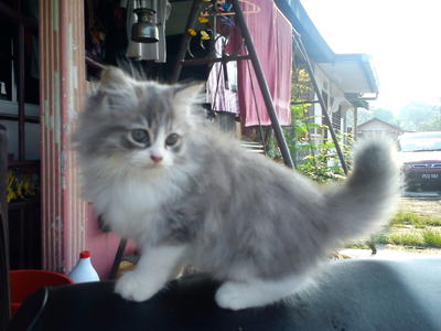 Si Debab - Domestic Long Hair Cat