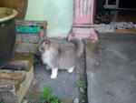 Si Debab - Domestic Long Hair Cat