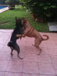 Rudi (black & tan) playing with Penny (who is always a bit rough but he takes it well!!)