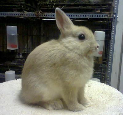 Nd Trio2 - Netherland Dwarf Rabbit