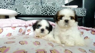 Shih Tzu  Tri Color - Shih Tzu Dog